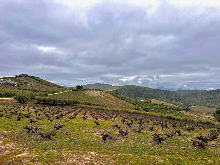 Montilla-Moriles | Wine Region Notes